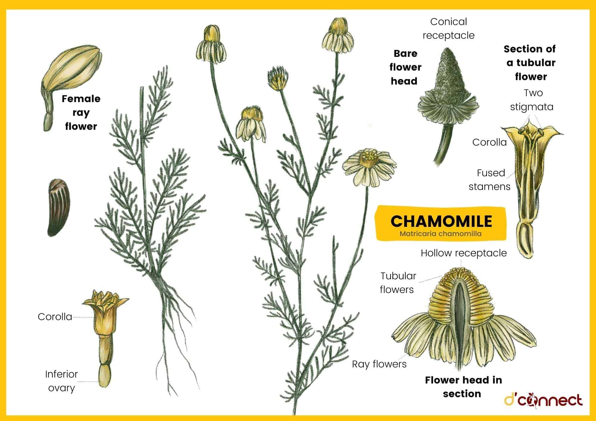 Chamomile Matricaria Chamomilla D Connect