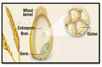 Wheat kernal with gluten