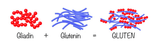 what is gluten made of
