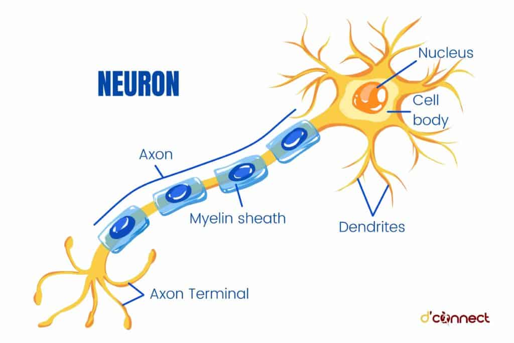 Brain neuron
