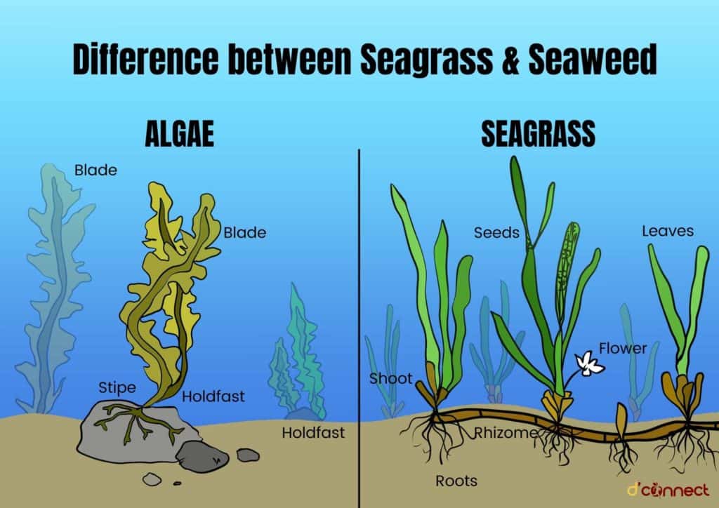 Difference between seaweed and seagrass