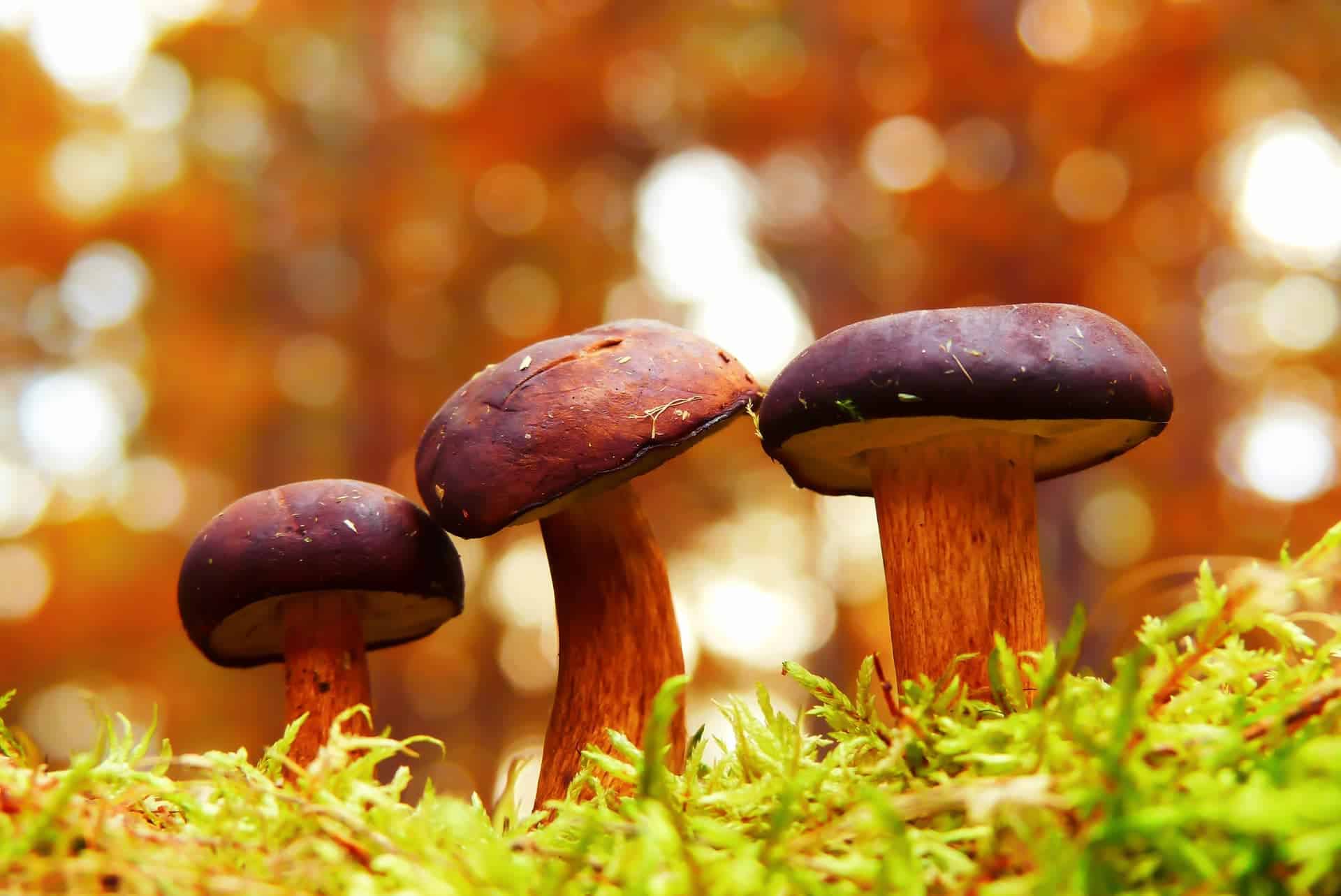 The health benefits of mushrooms and fungi | D'Connect