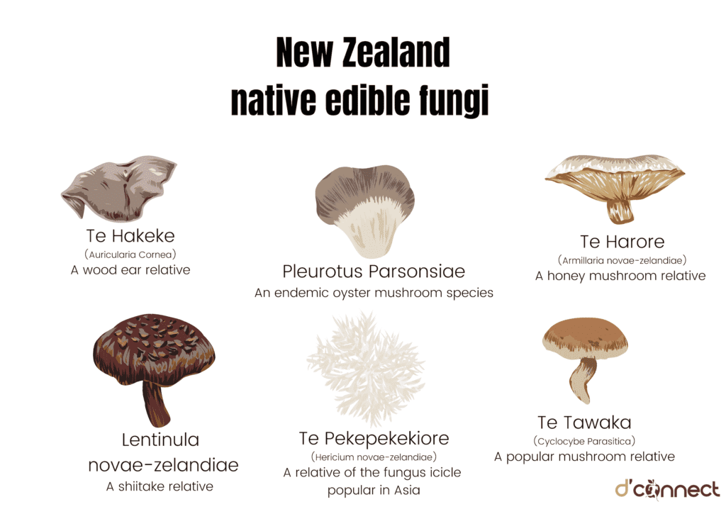 New Zealand native edible fungi