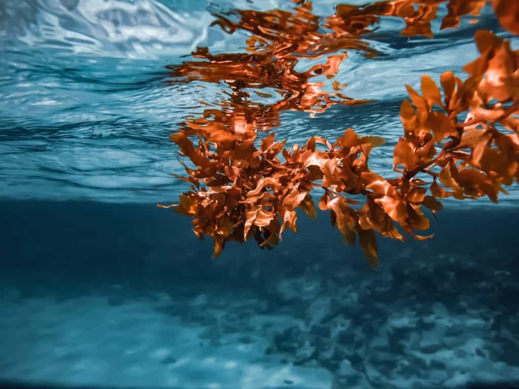 Red seaweed