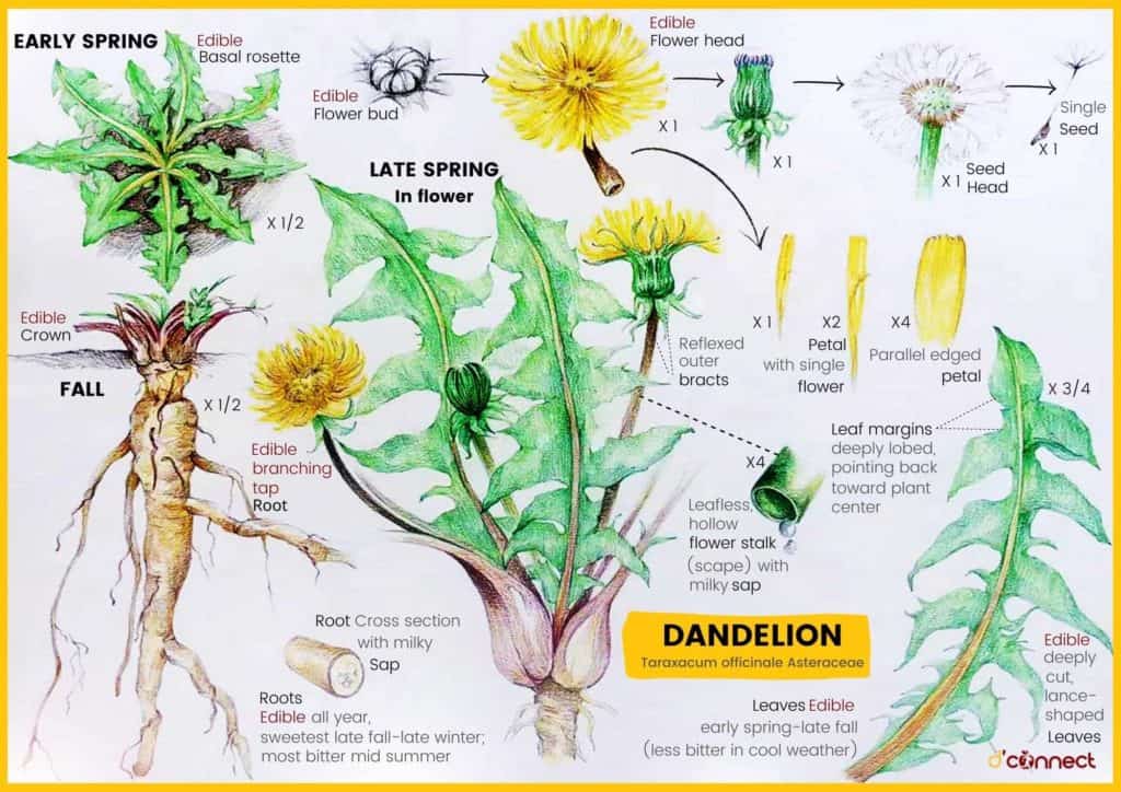 Dandelion Taxonomy