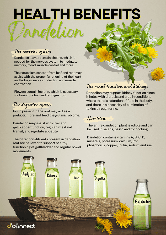 Health benefits - Dandelion (herb)