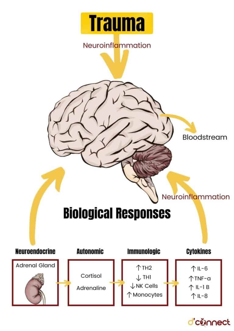 Traumatic events - stress on brain