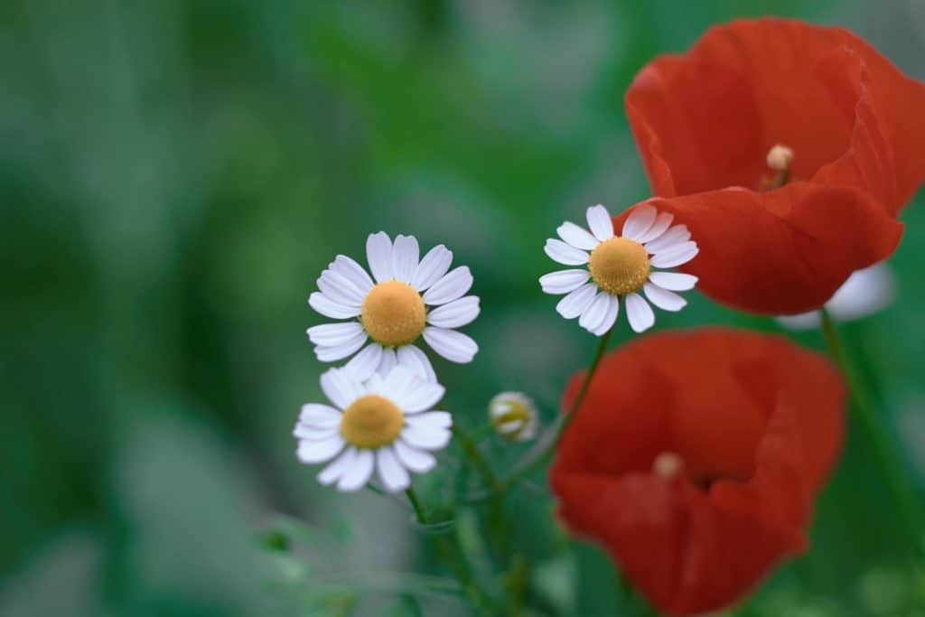 Chamomile - Matricaria chamomilla