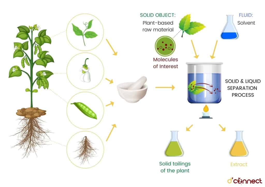 Process of extracting artificial sweetener from plants