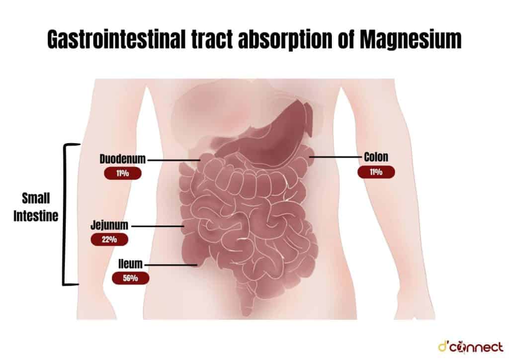 Gastrointestinal tract absorption of Magnesium