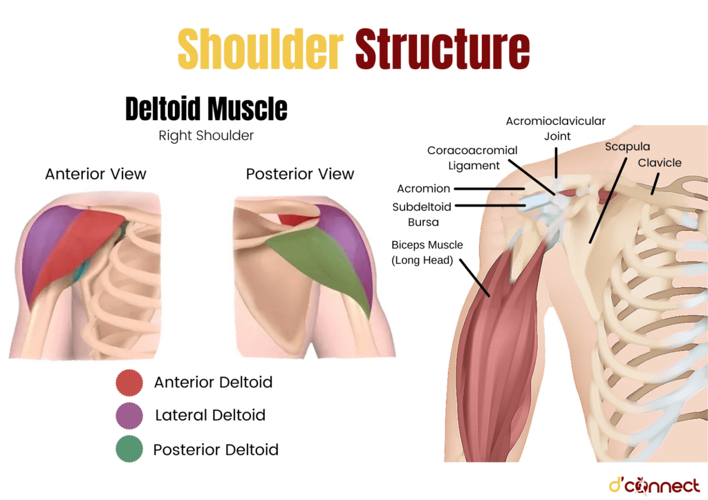Shoulder Structure - Deltoid Muscle