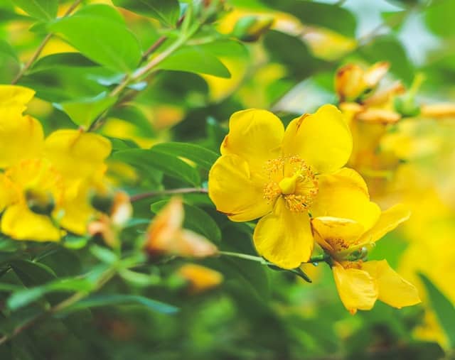 St. John's Wort yellow flowers