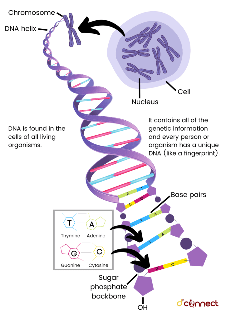 DNA, genes and genetics