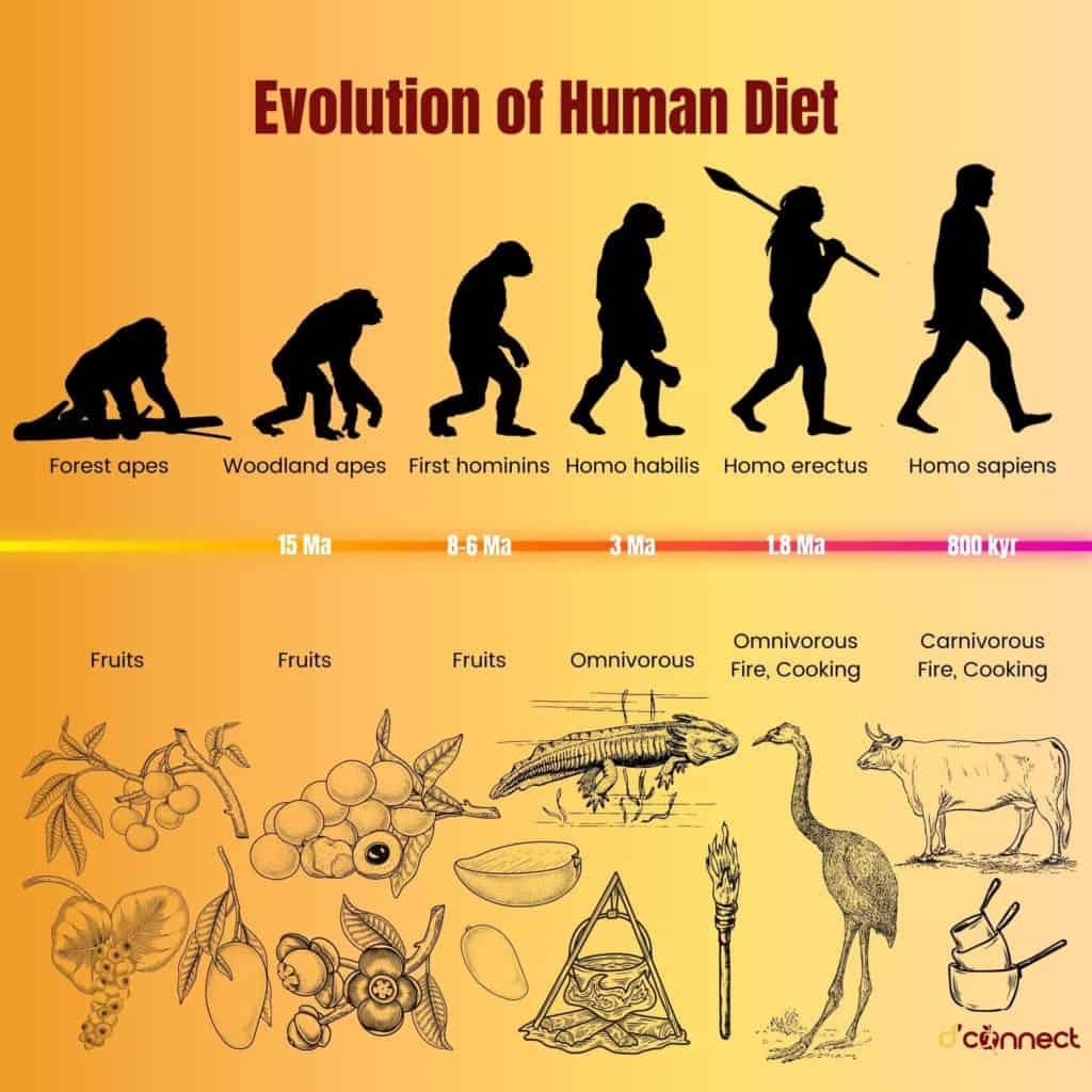 Evolution of Human Diet