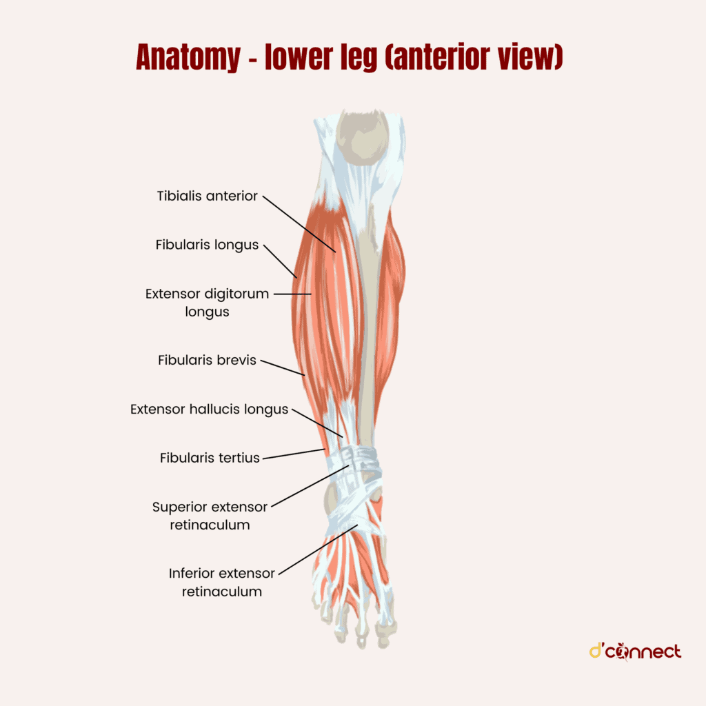 Anatomy lower leg - calf muscle