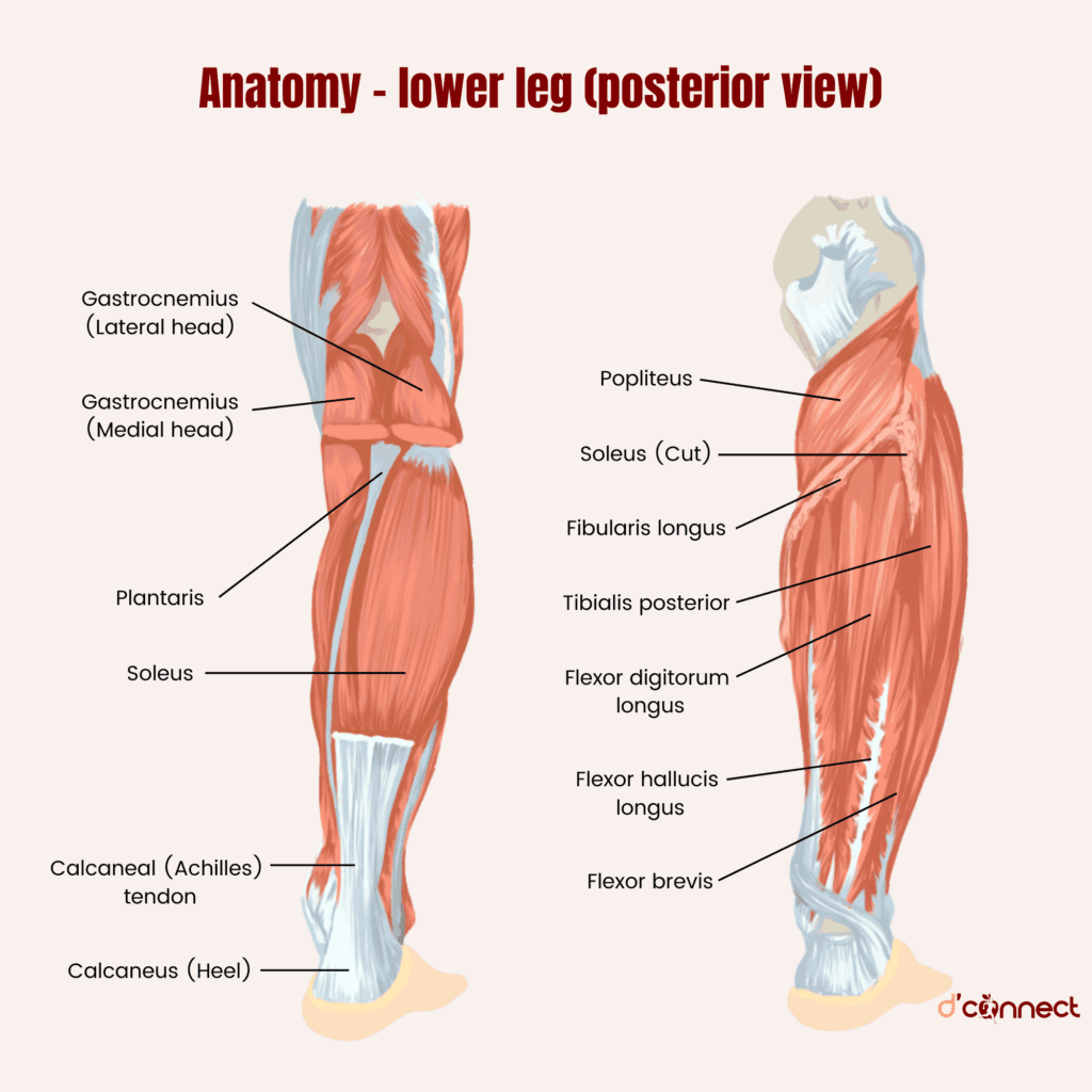 Anatomy lower leg - calves
