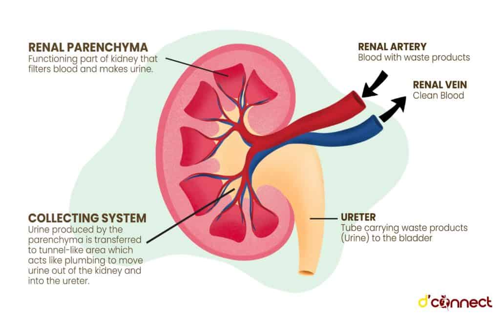 Kidney anatomy and how kidneys work