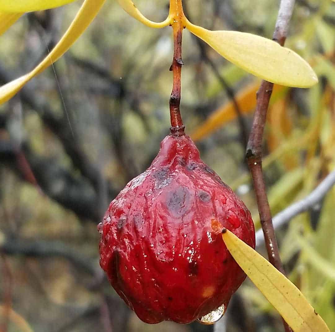 Sandalwood (Santalum spicatum) | D'Connect