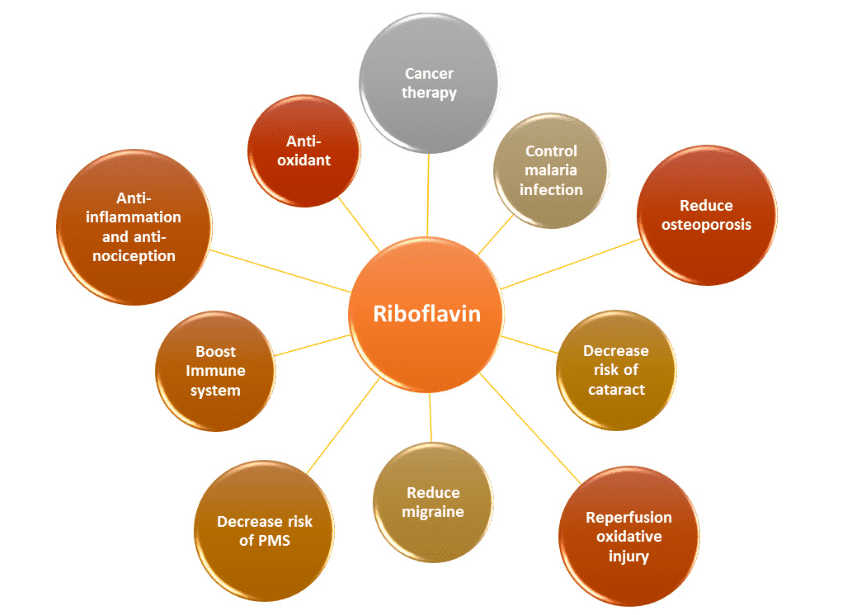 Riboflavin (vitamin B2) and our health