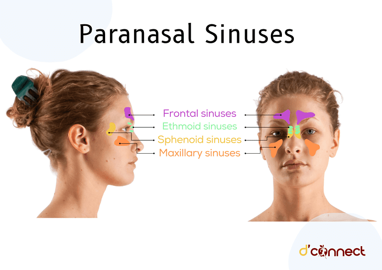 Natural remedies: For our respiratory health (sinuses, throat and lungs ...