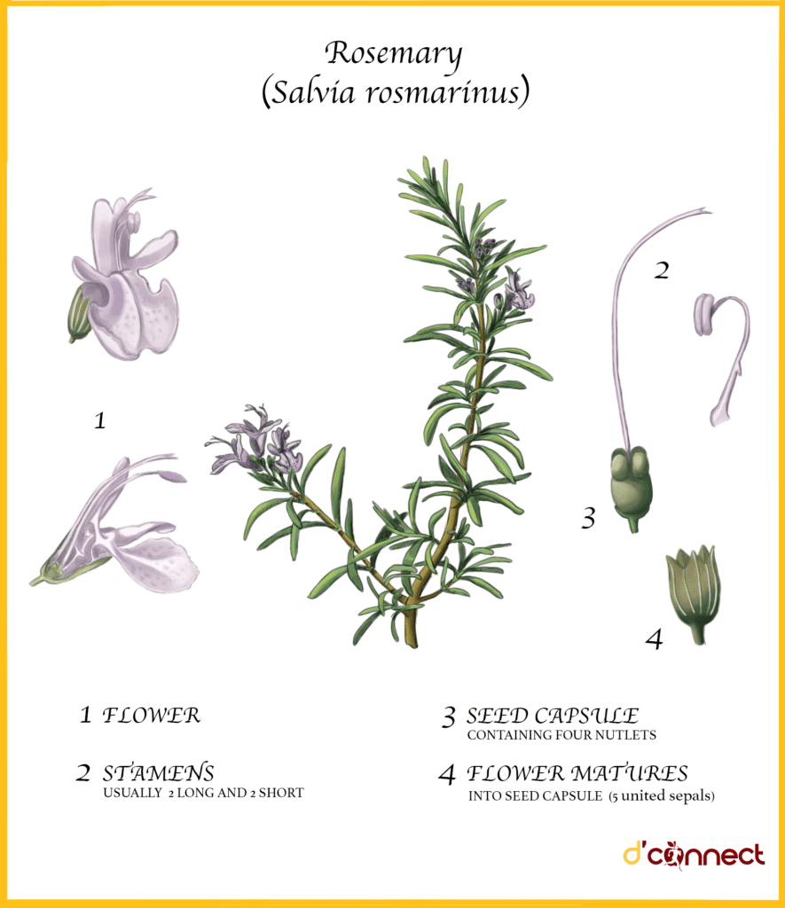 Rosemary (Salvia rosmarius)