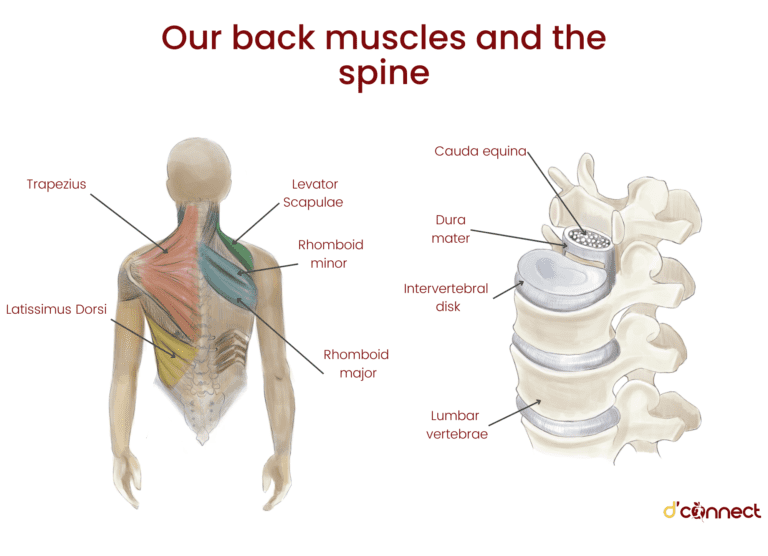 Back muscles and the spine