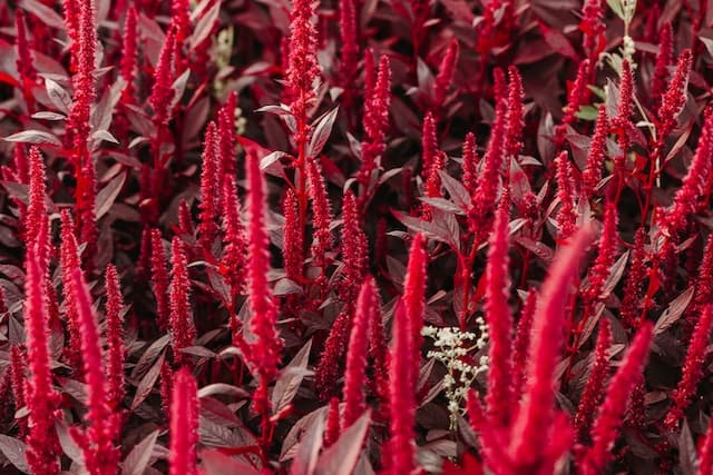 Red amaranth flowers