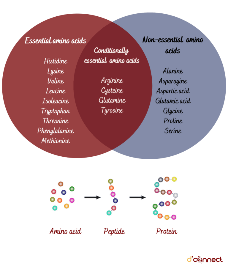 3 Types of amino acids