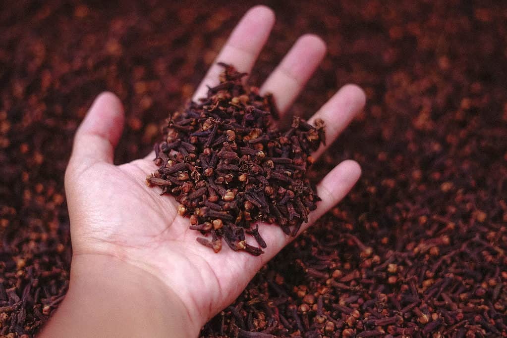 Cloves are an anti-cancer spice
