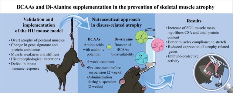 Di-Alanine supplementation and muscle atrophy