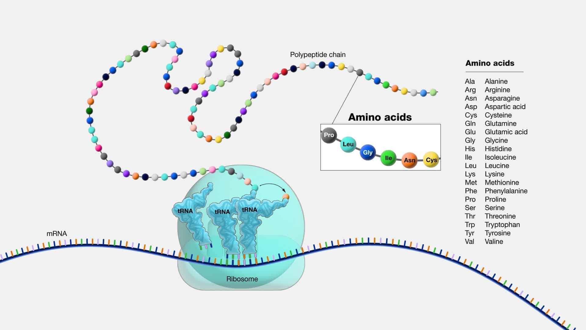 Amino acids and creation of genes