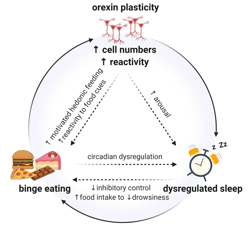 Binge eating, neurons and sleep