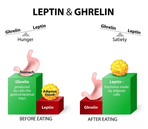 Leptin and ghrelin - role in hunger and satiety