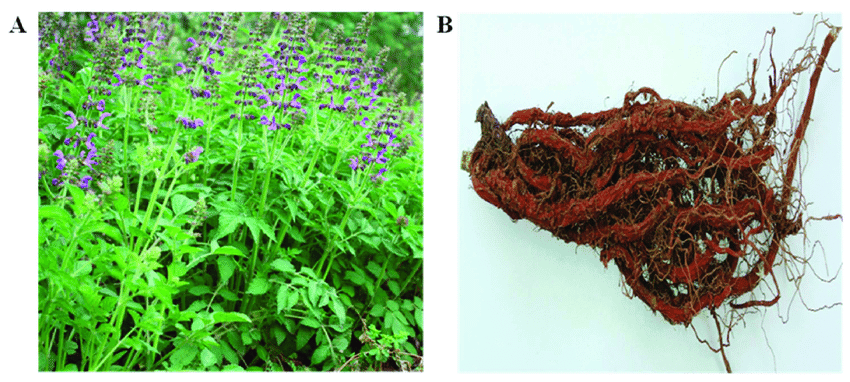 The-Salvia-miltiorrhiza-Bunge - plant and raw herb