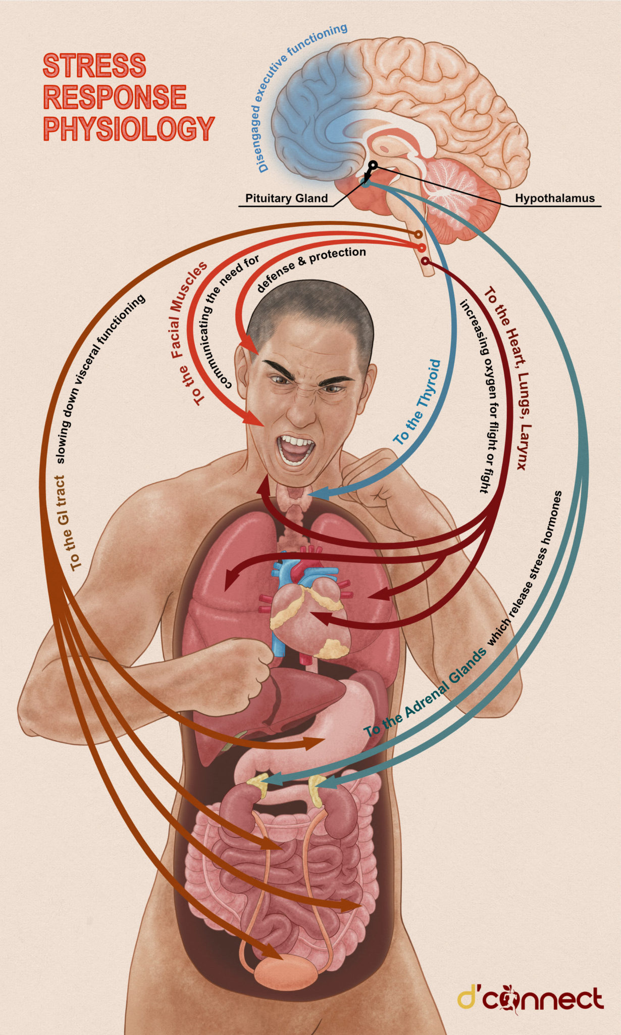 Understanding Stress: The Silent Killer | D'Connect