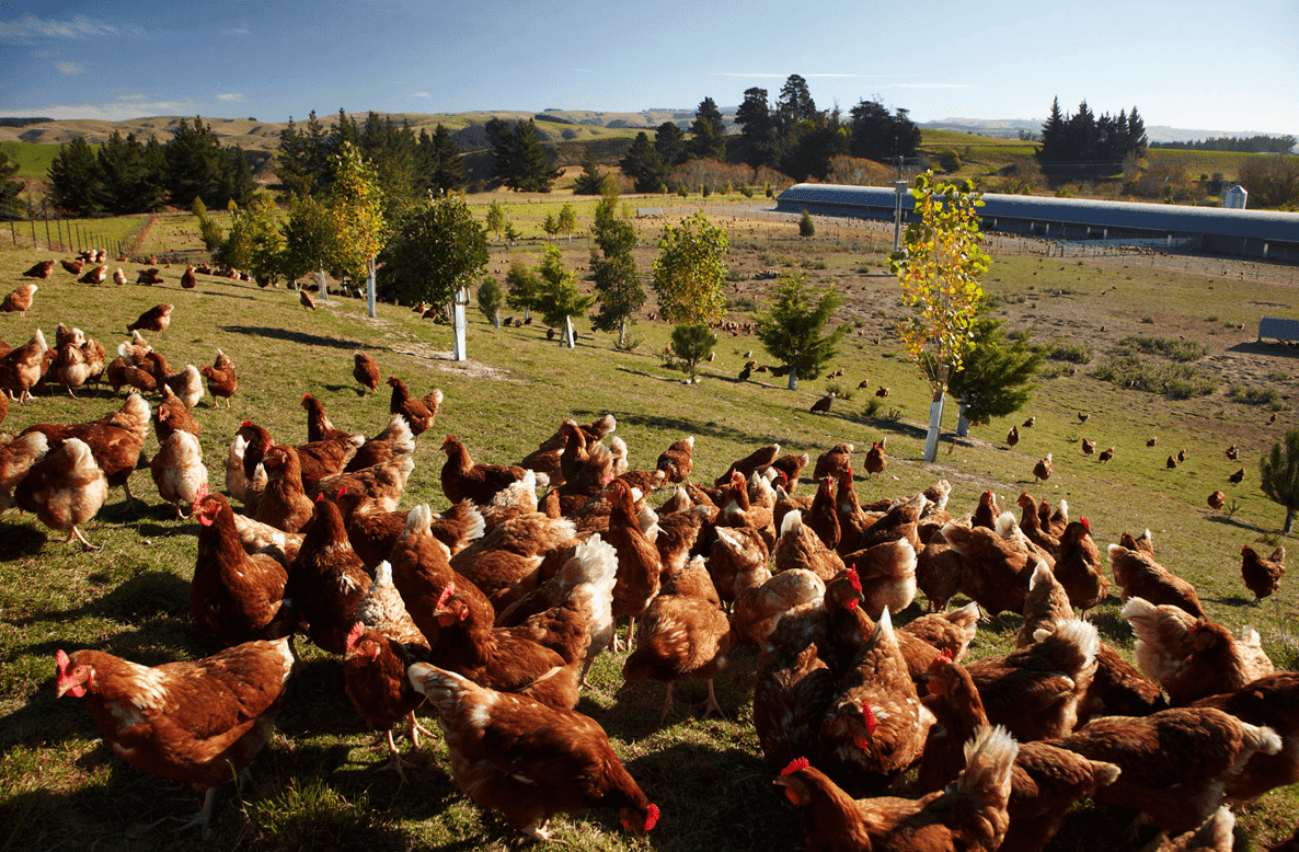 Free-Range Egg Farming