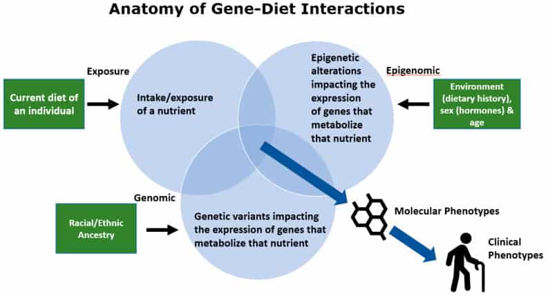 Genes and diet