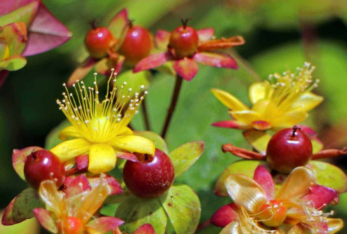 St John s wort Hypericum perforatum D Connect