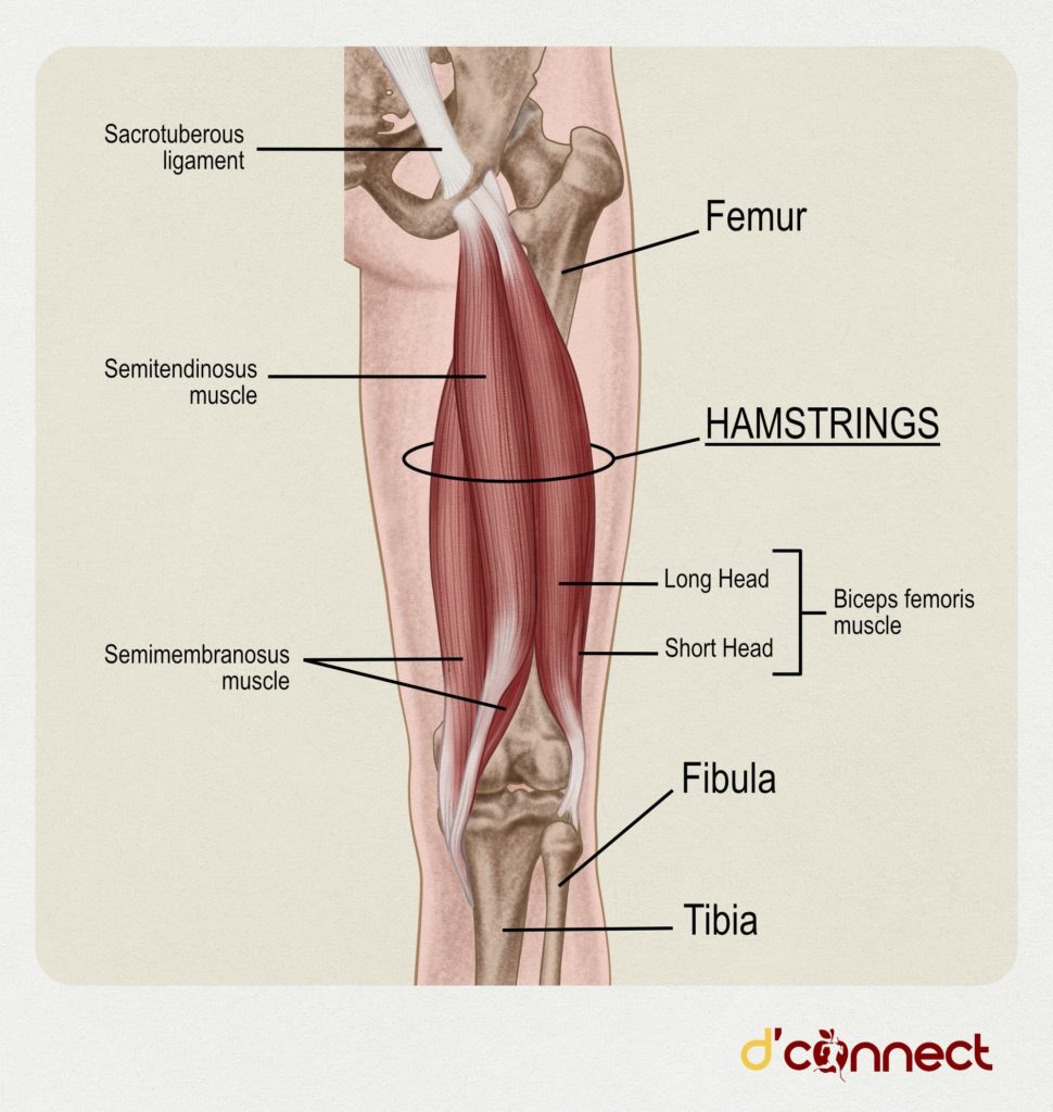 Hamstrings anatomy