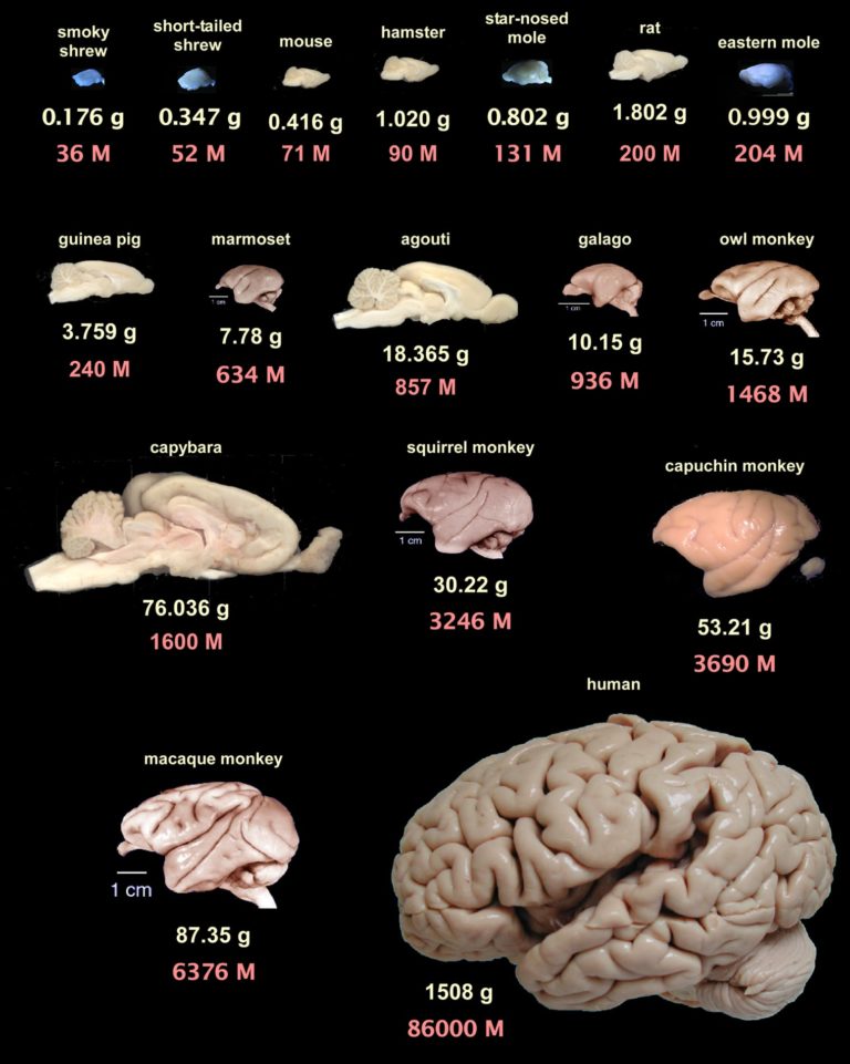 Brain mass and number of neurons