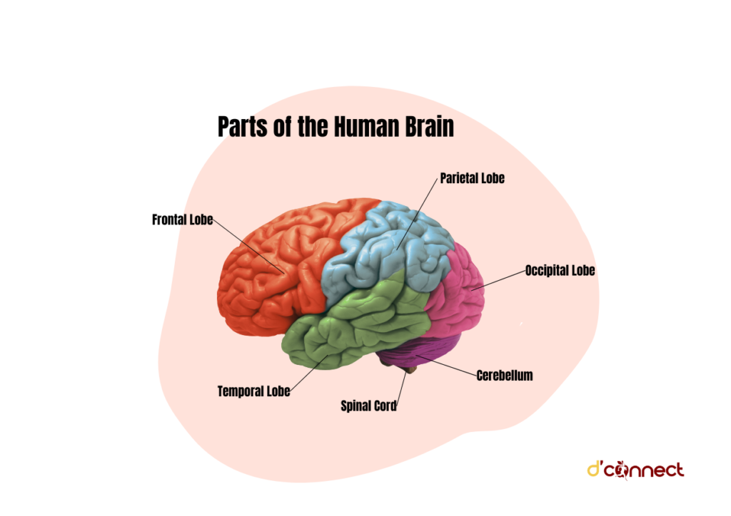 Parts of the human brain