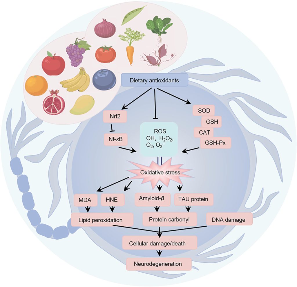 Antioxidant effects of dietary antioxidants in the prevention and treatment of neurodegenerative diseases (NDs)
