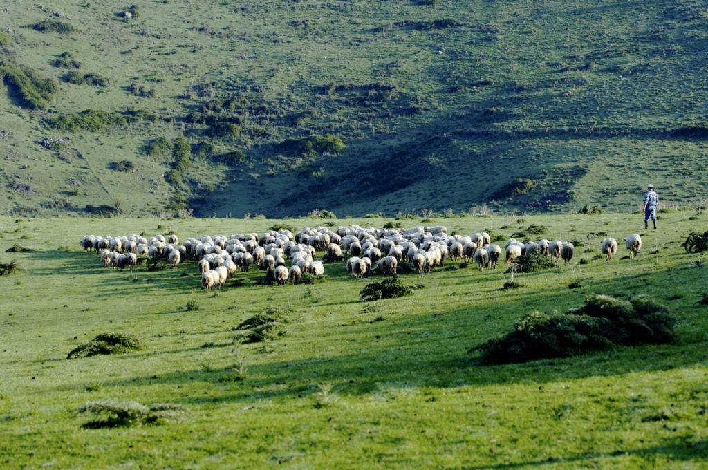 Sarda sheeps