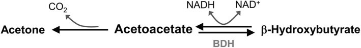 Acetoacetate