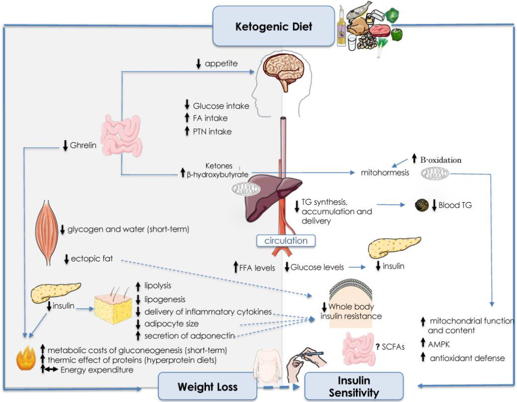 Ketogenic diet and insulin sensitivity
