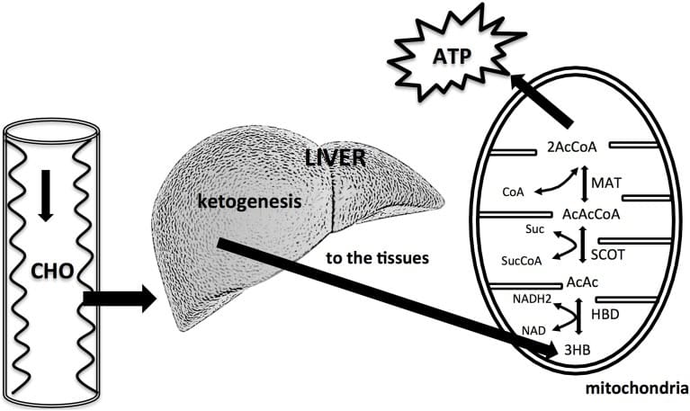 Process of ketosis