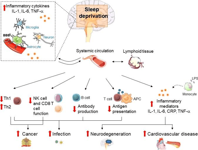 Sleep deprivation and immunity