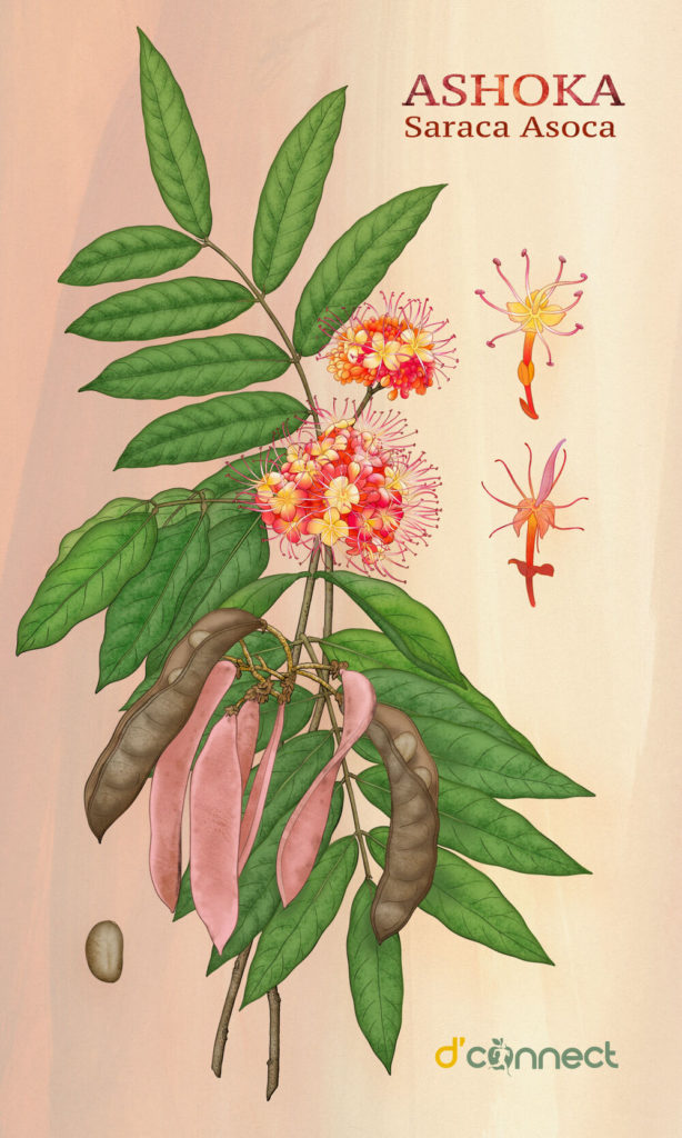 Ashoka (Saraca Asoca)