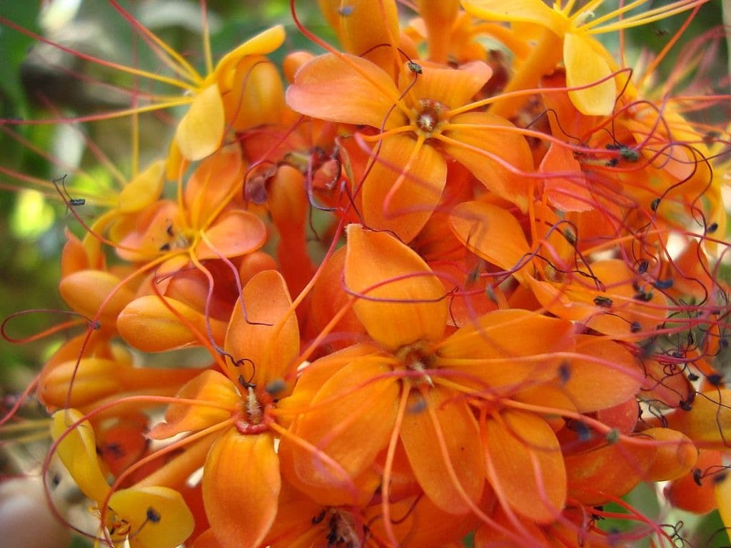 Saraca asoca flower