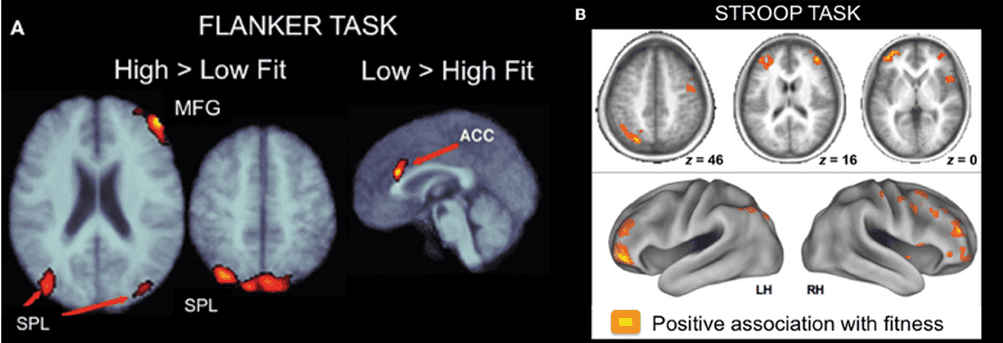 Brain activity and physical activities